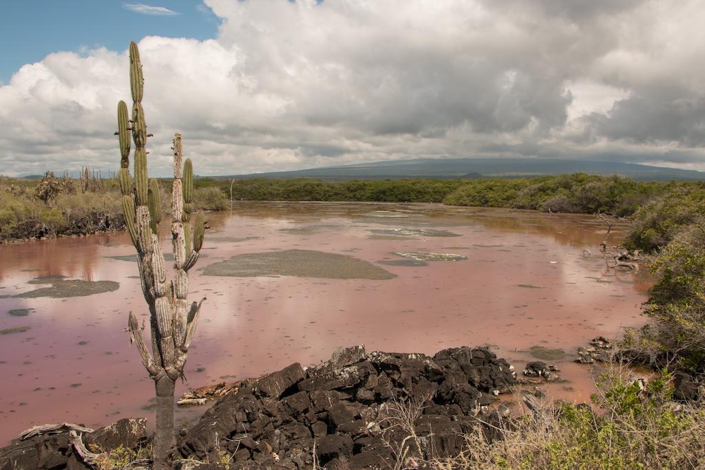 Chez Manany Galapagos Ecolodge بْوُرتو فيلاميل المظهر الخارجي الصورة