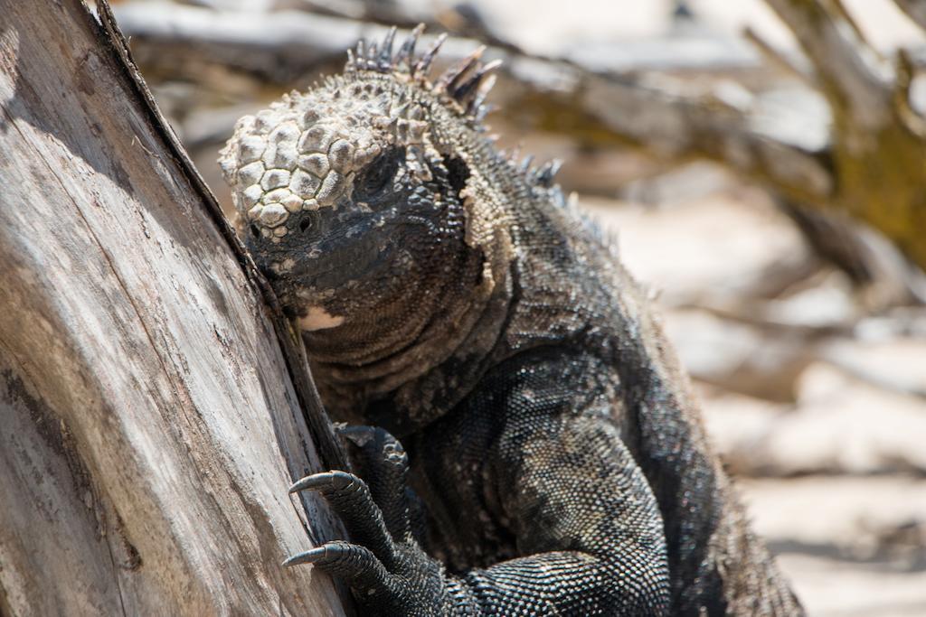 Chez Manany Galapagos Ecolodge بْوُرتو فيلاميل المظهر الخارجي الصورة
