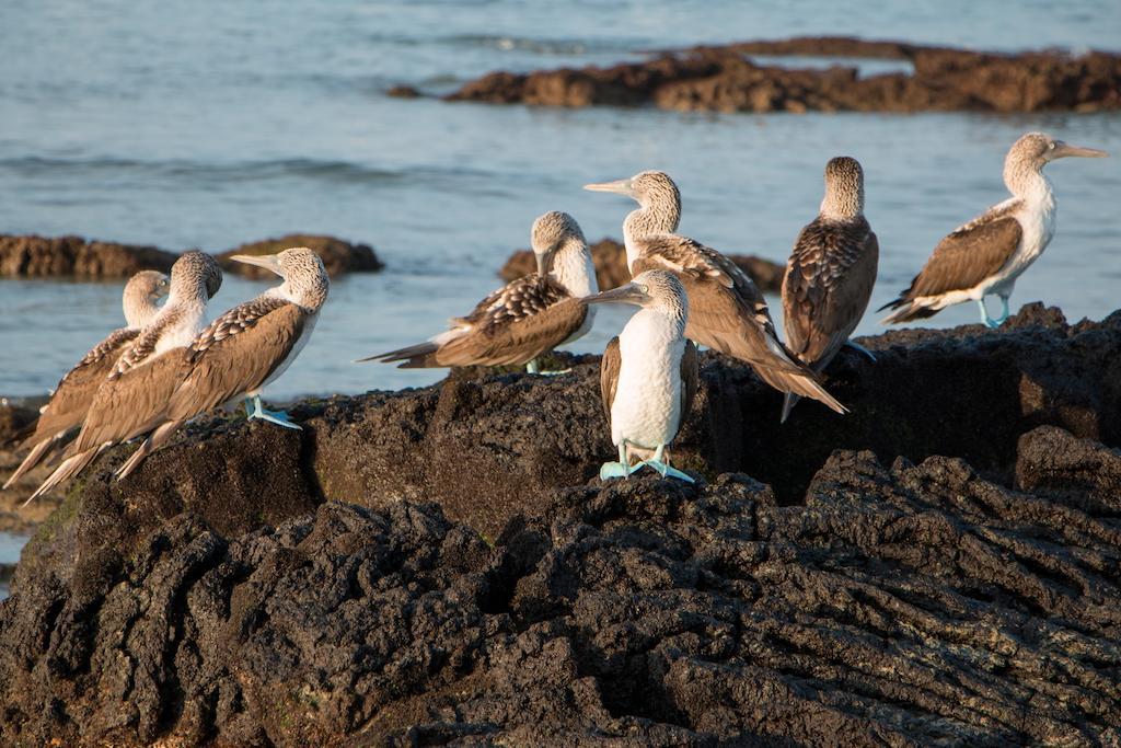 Chez Manany Galapagos Ecolodge بْوُرتو فيلاميل المظهر الخارجي الصورة