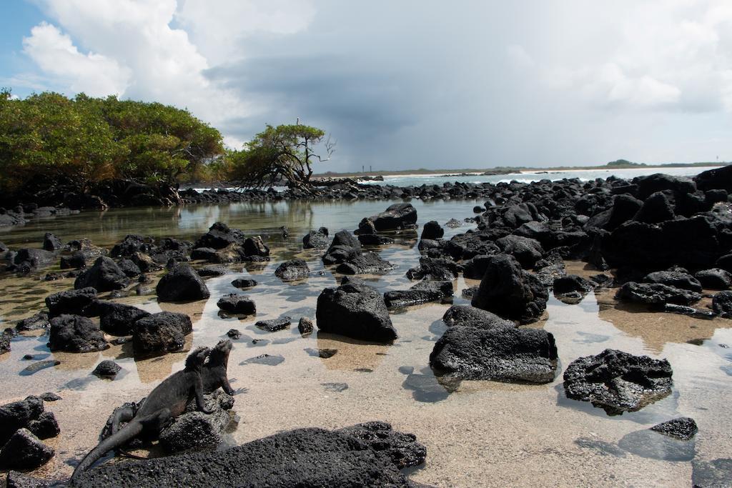 Chez Manany Galapagos Ecolodge بْوُرتو فيلاميل المظهر الخارجي الصورة