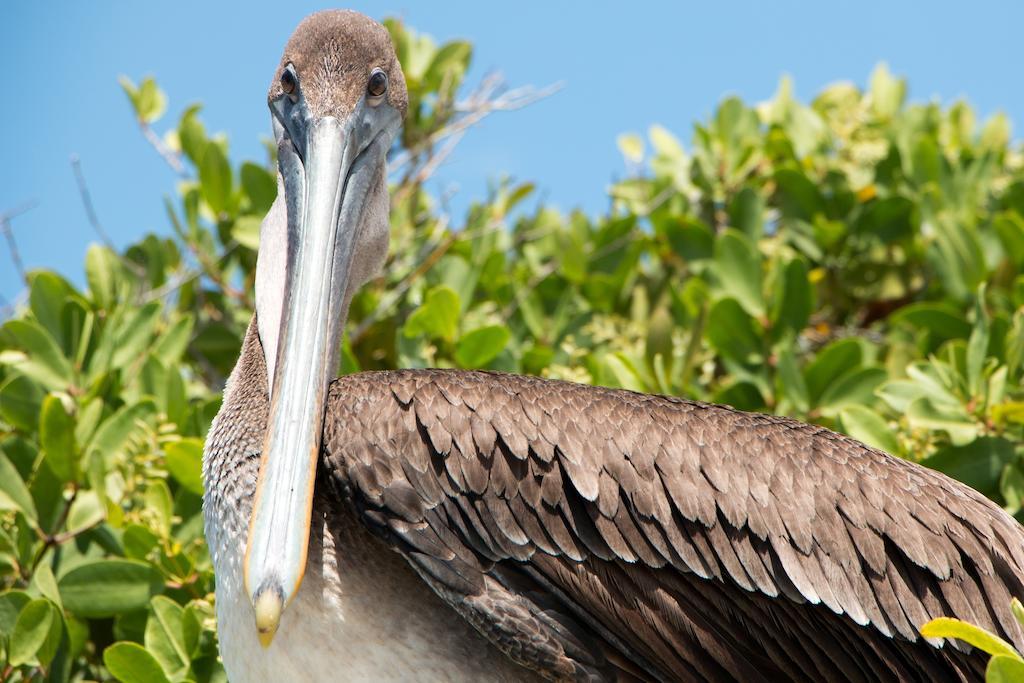 Chez Manany Galapagos Ecolodge بْوُرتو فيلاميل المظهر الخارجي الصورة